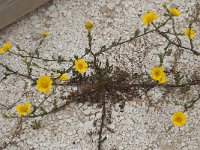 Anacyclus radiatus 5, Saxifraga-Willem van Kruijsbergen